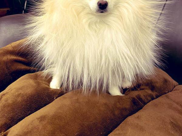 毛布で遊びはじめた犬　直後の姿が、なんてこった…！