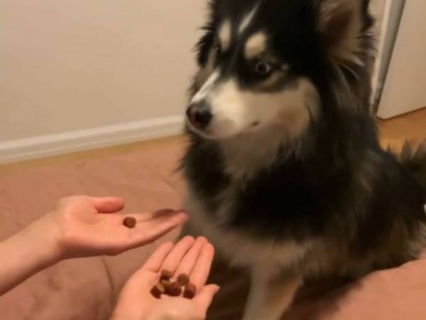 手の中のおやつを当てるゲームをした犬　結果を知った時のリアクションに爆笑