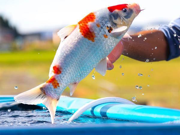 ウソだろ！？配達レーンに錦鯉が…　『トンデモ荷物』に驚きの声