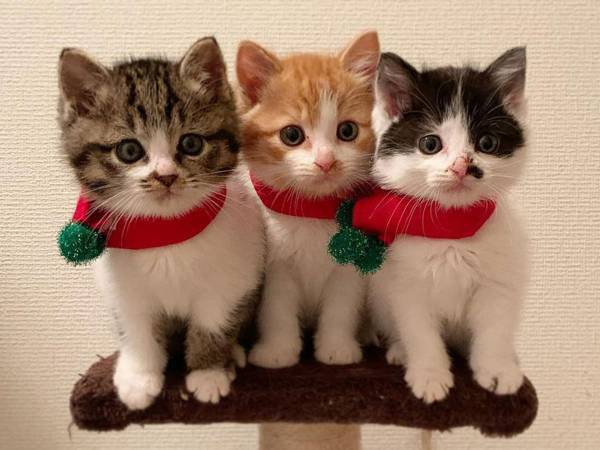 【全６枚】茂みで保護された子猫３兄妹がかわいすぎる　シンクロ率がハンパない！