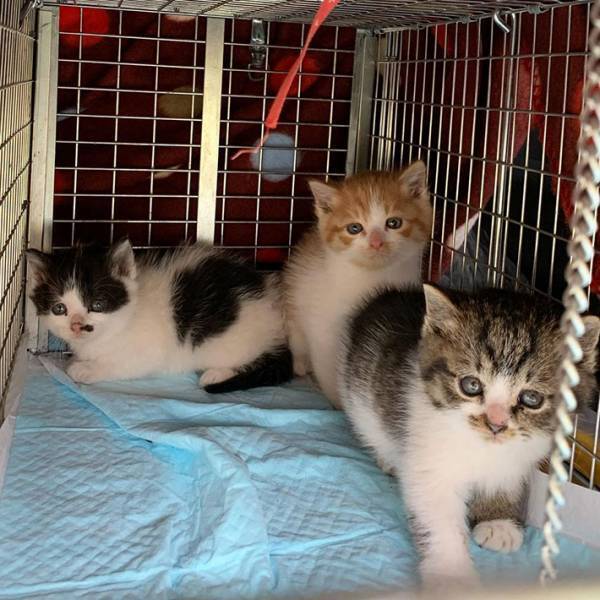 【全６枚】茂みで保護された子猫３兄妹がかわいすぎる　シンクロ率がハンパない！