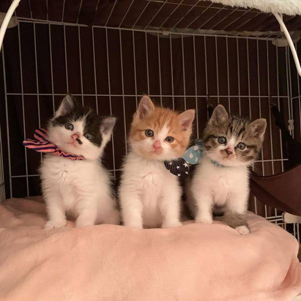 【全６枚】茂みで保護された子猫３兄妹がかわいすぎる　シンクロ率がハンパない！