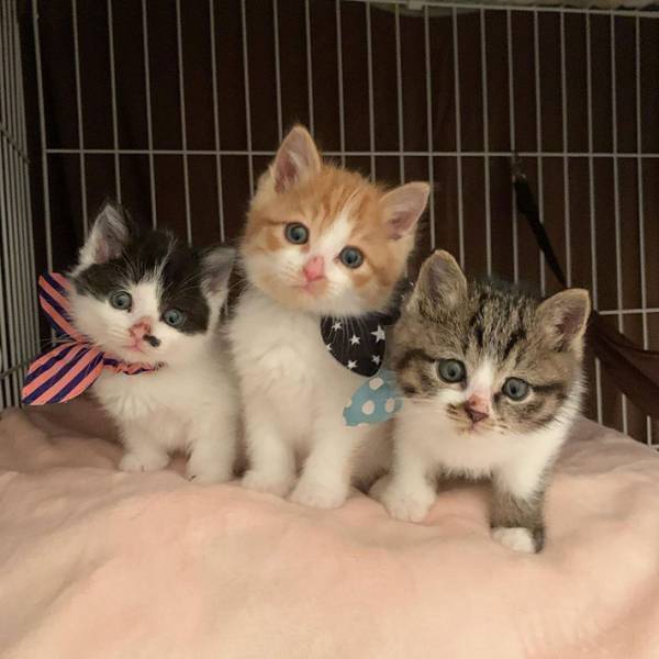 【全６枚】茂みで保護された子猫３兄妹がかわいすぎる　シンクロ率がハンパない！