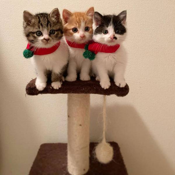 【全６枚】茂みで保護された子猫３兄妹がかわいすぎる　シンクロ率がハンパない！