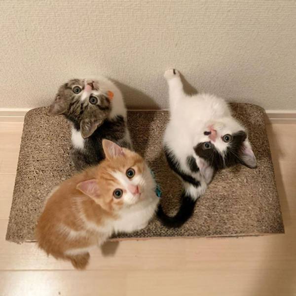 【全６枚】茂みで保護された子猫３兄妹がかわいすぎる　シンクロ率がハンパない！