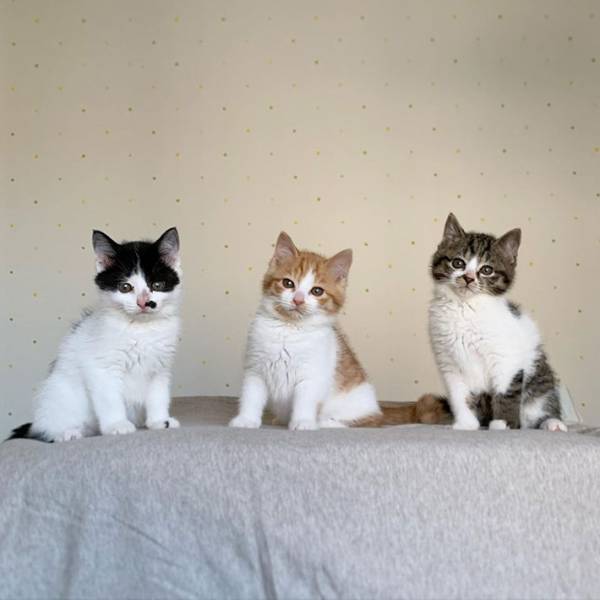 【全６枚】茂みで保護された子猫３兄妹がかわいすぎる　シンクロ率がハンパない！