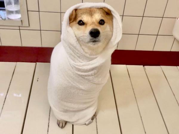 年末年始の忙しさも癒される！？　「うちの柴犬は年末になると…」