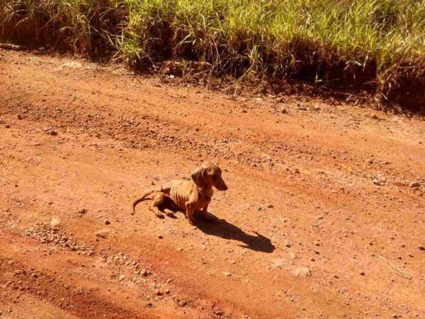 サイクリング中に犬を見つけた男性　その『場所』にショックを受けた理由は？