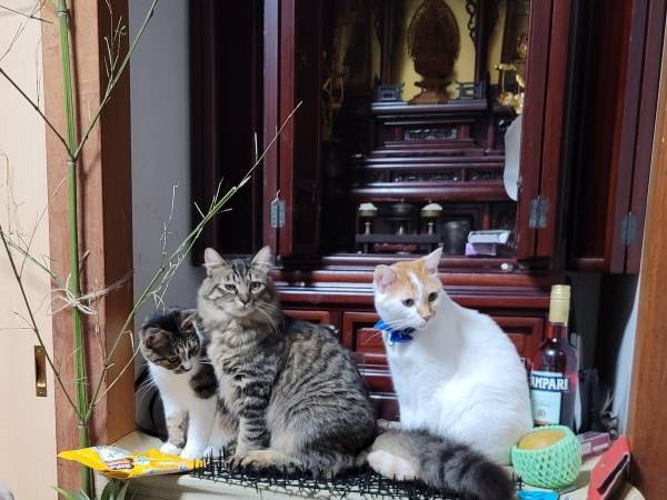 「我が家の罰当たりシリーズ到来」　お盆に、仏壇が大変なことに！