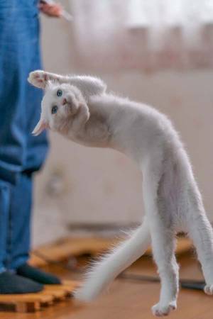 躍動感あふれる子猫に「どうなってるの！？」　最高の４枚に心奪われる人が続出