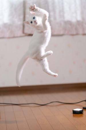 躍動感あふれる子猫に「どうなってるの！？」　最高の４枚に心奪われる人が続出