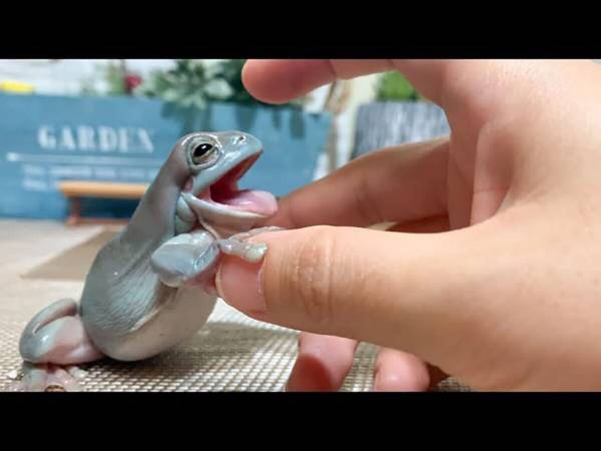 こんなにかわいいカエルをみたことがない 大反響のカエルの動画 21年8月25日 ウーマンエキサイト 1 2