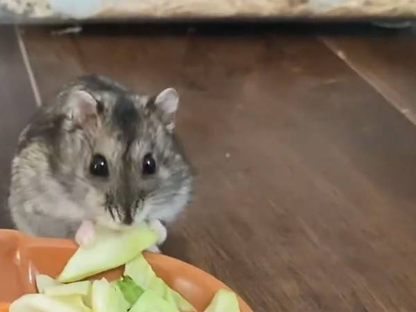 嫁が背後に転落！そのときの、夫ハムスターの行動にキュンが止まらない！