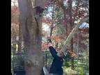 「下りてきて！」　木から落ちたコアラの赤ちゃんを母親に見せると…？