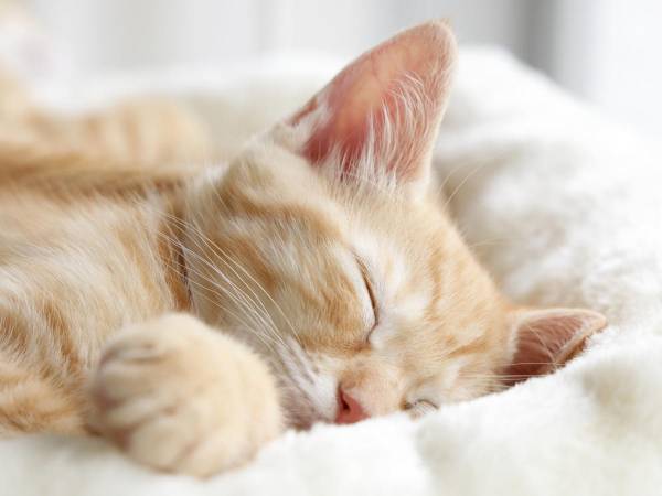 気持ちの向くままのんびりと　『思い切って何もしない日』を作ってみる