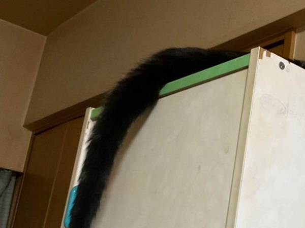 「家に妖怪がいた…」　現れた『新種の生き物』に動揺する人が続出！