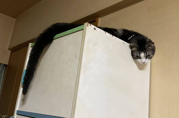 「家に妖怪がいた…」　現れた『新種の生き物』に動揺する人が続出！