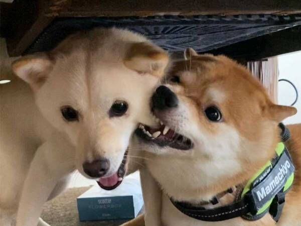 小競り合いをする２匹の柴犬にツッコミ 笑った そこでしなくても 21年8月23日 ウーマンエキサイト
