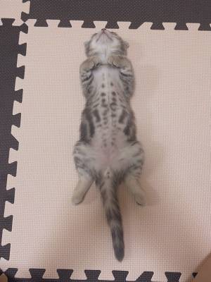 「これはかわいすぎる！」　飼い主の自慢に、納得