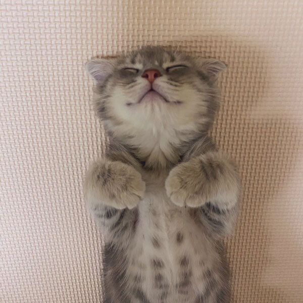 「これはかわいすぎる！」　飼い主の自慢に、納得