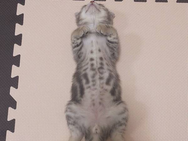 「これはかわいすぎる！」　飼い主の自慢に、納得