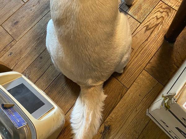 中身は人間でしょって思うほどのオーラ　犬の後ろ姿にザワザワ