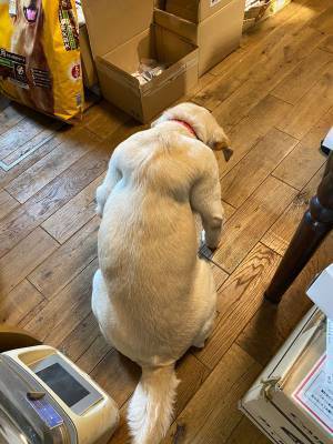 中身は人間でしょって思うほどのオーラ　犬の後ろ姿にザワザワ