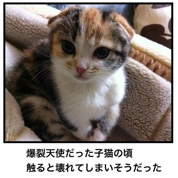 飼い主「どう撮っても可愛いじゃん！」　９年後の展開に、吹きだす