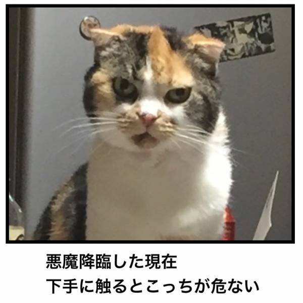 飼い主「どう撮っても可愛いじゃん！」　９年後の展開に、吹きだす