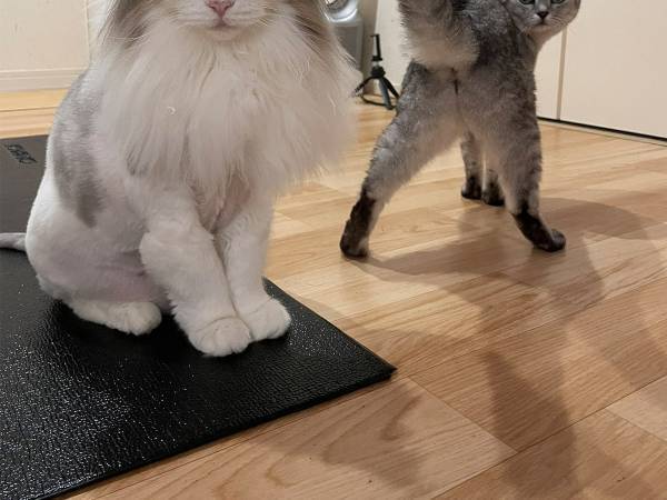 「これは勝てない」「猫界の菜々緒じゃん」　『変な構図の猫』がインパクト強すぎた