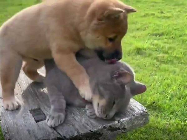 先輩猫が大好きな子犬、その数秒後…？　ハプニングに大笑いする人が続出！