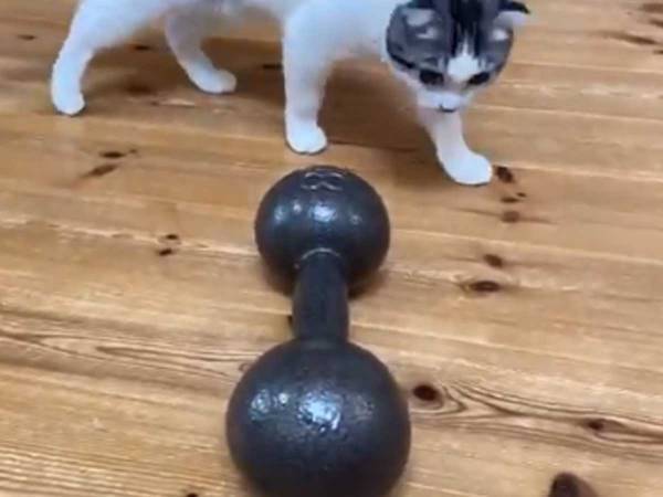 飼い主「さすがに上げられないでしょ」　ダンベルを目にした猫が…？