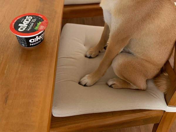 ヨーグルト待ちの柴犬が話題に　１０万人が『いいね』した姿がこちら！