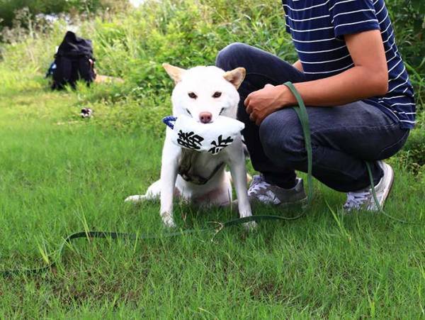 かわいすぎると話題になったある写真　犬が誇らしげに持ってきたのは…？