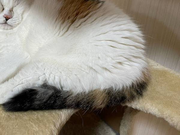 猫の『凄まじい寝顔』に爆笑！　「そんな表情ある！？」「これは笑う」