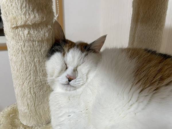 猫の『凄まじい寝顔』に爆笑！　「そんな表情ある！？」「これは笑う」