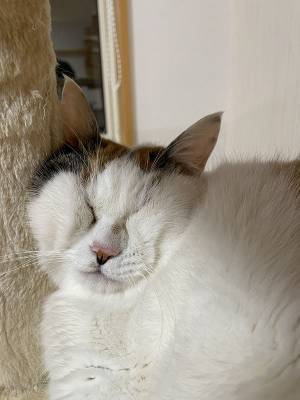 猫の『凄まじい寝顔』に爆笑！　「そんな表情ある！？」「これは笑う」