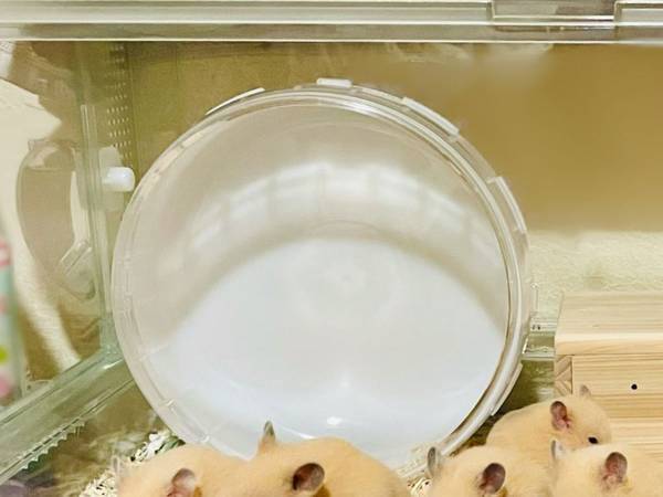 ハムスターを撮影した１枚に反響　名画のような神々しい様子がコチラです