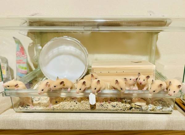 ハムスターを撮影した１枚に反響　名画のような神々しい様子がコチラです