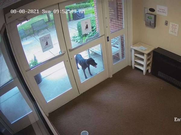 「私、来ました！」　休日に家を抜け出した犬が向かった場所にびっくり