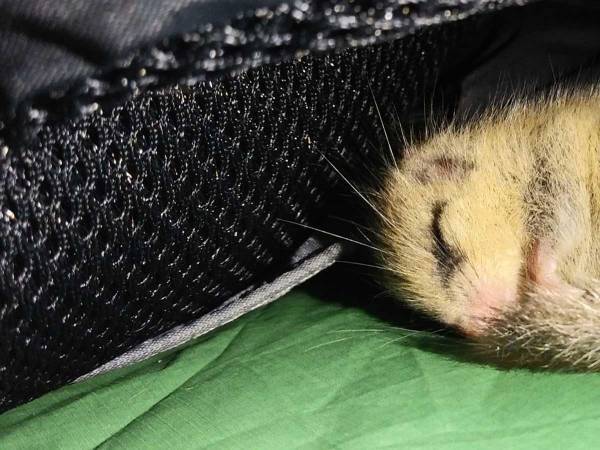 テントにまさかの侵入者が…　１１万人が『いいね』した正体がこちら