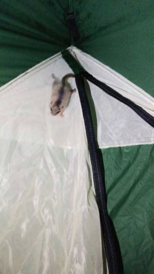 テントにまさかの侵入者が…　１１万人が『いいね』した正体がこちら