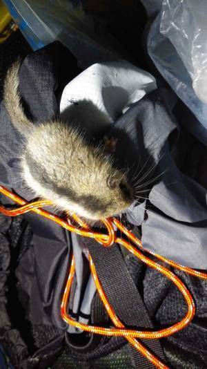 テントにまさかの侵入者が…　１１万人が『いいね』した正体がこちら