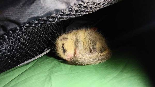 テントにまさかの侵入者が…　１１万人が『いいね』した正体がこちら