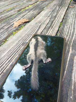 テントにまさかの侵入者が…　１１万人が『いいね』した正体がこちら