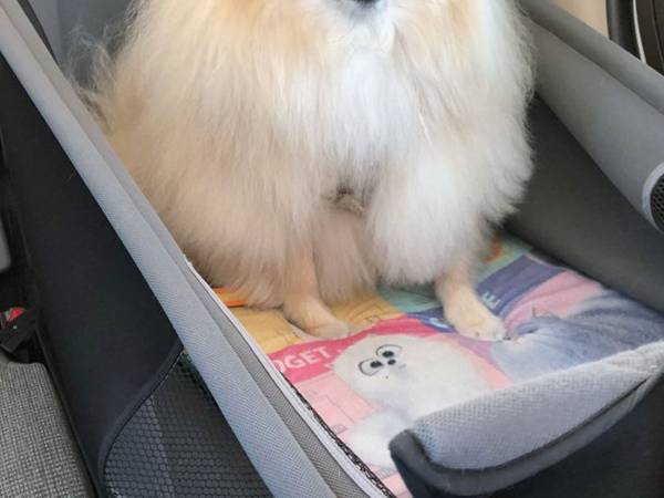 すべてを悟ったポメラニアンの『絶望顔』に反響　「爆笑した」「たまらん」