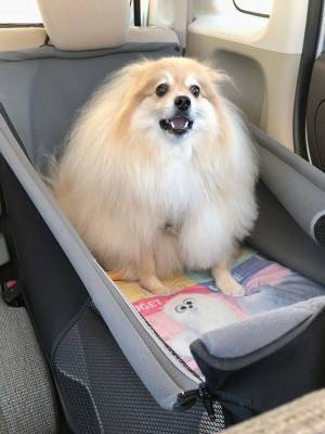 すべてを悟ったポメラニアンの『絶望顔』に反響　「爆笑した」「たまらん」