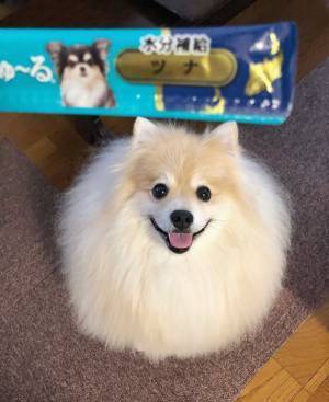 すべてを悟ったポメラニアンの『絶望顔』に反響　「爆笑した」「たまらん」