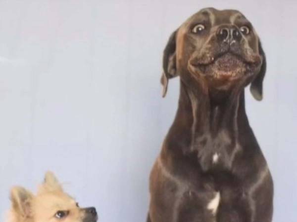 奇跡のショット？　２匹の犬の写真に腹筋崩壊　「めっちゃ怒ってる！」