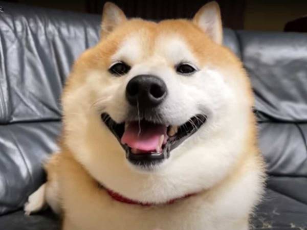 「開始１秒で吹き出した」　伏せをする柴犬、鼻をよくみると…？